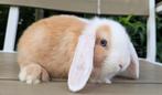 Mini lopjes 7 weken, Meerdere dieren, Klein, Hangoor, 0 tot 2 jaar