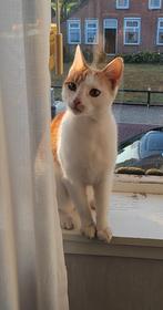 Kater