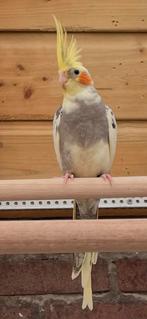 Forse Jongen Valkparkiet Tt kwaliteit, Dieren en Toebehoren, Mannelijk, Parkiet, Geringd