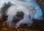Cavia lunkarya, Dieren en Toebehoren, Knaagdieren, Augustus, Mannelijk, Cavia