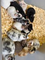 Lieve tamme goudhamsters, Hamster, December, Meerdere dieren, Tam