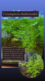 Ceratopteris thalictroides ( Watervaren) aquariumplant, Dieren en Toebehoren, Vissen | Aquaria en Toebehoren, Ophalen of Verzenden