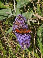 Vlinder boom stekjes, Tuin en Terras, Ophalen, Overige soorten, Volle zon