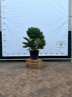 Chamaerops humilis Vulcano - Dwergpalm, Minder dan 100 cm, Zomer, Palmboom, Ophalen