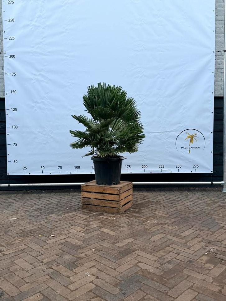 Chamaerops humilis Vulcano - Dwergpalm, Tuin en Terras, Planten | Bomen, Palmboom, Minder dan 100 cm, Volle zon, Zomer, Ophalen