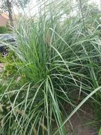 2 stuks miscanthus sinensis, Tuin en Terras, Planten | Tuinplanten, Ophalen, Zomer, Overige soorten, Volle zon