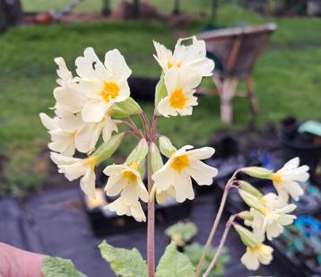 Zaden primula eliator beschikbaar voor biedingen