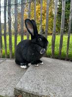 Koppeltje konijnen tehuis gezocht, Dieren en Toebehoren, Konijnen, Meerdere dieren, Middelgroot, 3 tot 5 jaar
