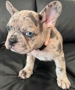 Franse Bulldog pups. Drie Merle teefjes en vier reutjes, Ophalen of Verzenden, Nieuw