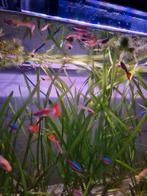 Guppies, Dieren en Toebehoren, Vis