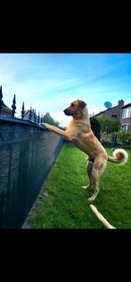 Gezocht  Warme mand, Dieren en Toebehoren, Rabiës (hondsdolheid), Reu, Eén hond, 3 tot 5 jaar