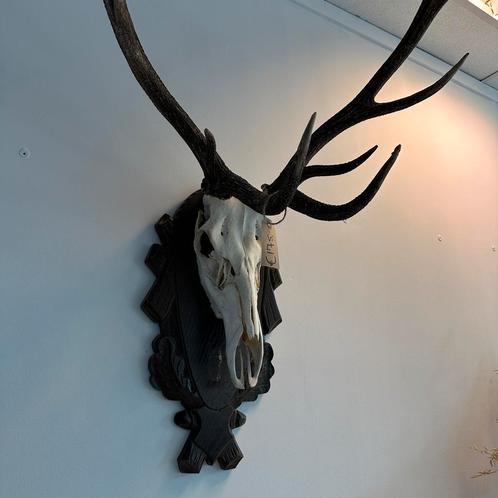 3x Prachtige / Grote Hertengeweien / Prijs PS., Huis en Inrichting, Woonaccessoires | Wanddecoraties, Zo goed als nieuw, Verzenden