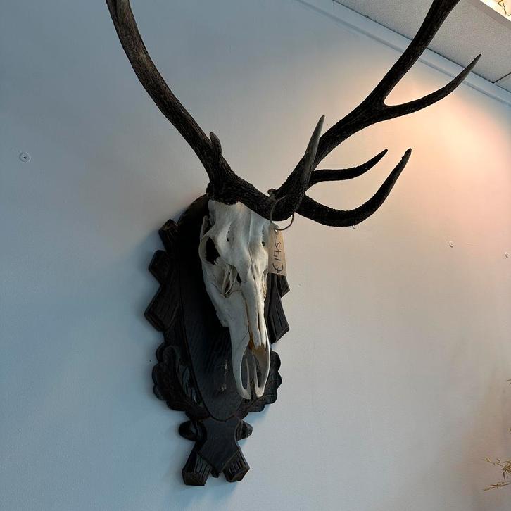 3x Prachtige / Grote Hertengeweien / Prijs PS., Huis en Inrichting, Woonaccessoires | Wanddecoraties, Zo goed als nieuw, Verzenden