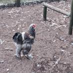 4 brahma hanen gratis, Dieren en Toebehoren, Pluimvee