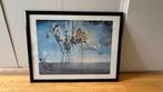 poster Salvador Dali met zwarte lijst, Ophalen, Overige materialen, Gebruikt, 50 tot 75 cm