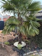 Mooie grote palmboom, Ophalen, Gehele jaar, Volle zon