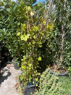 Hedera opruiming 150cm plus 20 stuks 1.95 pst, Ophalen, Vaste plant, Bloeit niet, Halfschaduw
