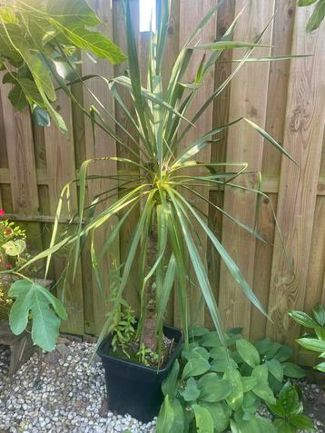 Yucca palmlelie beschikbaar voor biedingen