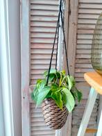 2 plantenhangers met planten, Huis en Inrichting, Kamerplanten, Ophalen of Verzenden, Overige soorten, Minder dan 100 cm
