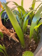 Jonge Palmen / Trachycarpus fortunei palmen, Tuin en Terras, Ophalen of Verzenden, Overige soorten, Volle zon