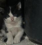 Twee lieve kittens zoeken nieuw baasje, Dieren en Toebehoren, Katten en Kittens | Overige Katten, Meerdere dieren, Kortharig, 0 tot 2 jaar