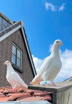 Witte duiven bruidsduiven witteduiven postduiven bruiloft, Meerdere dieren, Postduif