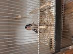 Noorse goudvinken, Dieren en Toebehoren, Vogels | Overige Vogels, Meerdere dieren, Wildzangvogel, Geringd