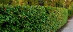 Fagus sylvatica - Groene beuk - Bladhoudend - Beukenheg, Ophalen of Verzenden, Beukenhaag, 100 tot 250 cm