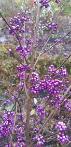 volle bananedoos kerstgroen, Ophalen of Verzenden