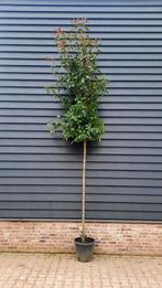 Photinia fraseri 'Red Robin´ (Glansmispel)🌿🍁, Tuin en Terras, Planten | Bomen, Ophalen, Halfschaduw