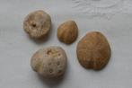Fossiele zee egels --  4  stuks, Verzenden, Fossiel