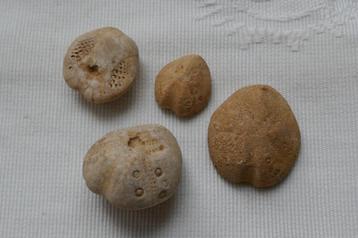 Fossiele zee egels --  4  stuks beschikbaar voor biedingen