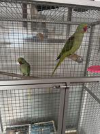 tegen elk aannemelijk bod, Dieren en Toebehoren, Meerdere dieren, Parkiet, Tam
