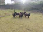 4 mooie Ouessant ooien, Dieren en Toebehoren, Schapen, Geiten en Varkens, Vrouwelijk, Schaap, 0 tot 2 jaar