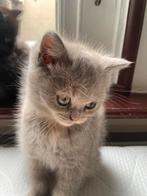 Three Adorable Cats, Dieren en Toebehoren, Katten en Kittens | Dekkaters, 0 tot 2 jaar