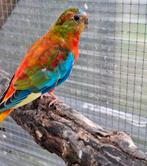 Roodbuik turquoisine opaline man, Dieren en Toebehoren, Mannelijk, Parkiet, Geringd