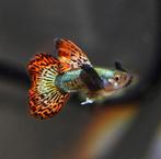 Red Dragon Dumbo Ear guppies, Vis