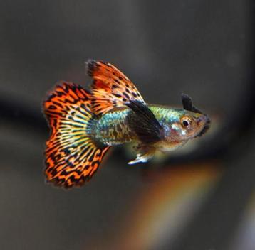  Red Dragon Dumbo Ear guppies beschikbaar voor biedingen