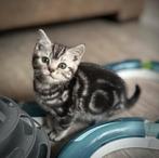 Britse korthaar kitten Black silver tabby blotched, 0 tot 2 jaar, Kater, Gechipt