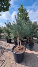 Meerstammige pinus in verschillende soorten, Tuin en Terras, Planten | Bomen, Ophalen of Verzenden, Bloeit niet, Volle zon, Overige soorten