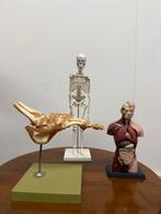 Set anatomische modellen menselijk lichaam, Antiek en Kunst, Ophalen of Verzenden