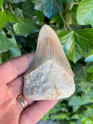 Megalodon haaientand, fossiel, Indonesië 7 beschikbaar voor biedingen