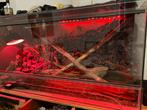 Terrarium met slang, Slang, 0 tot 2 jaar