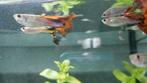 Kleine guppies, Dieren en Toebehoren, Vis, Zoetwatervis