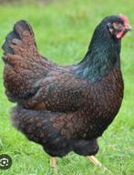 GEVRAAGD, Dieren en Toebehoren, Pluimvee, Vrouwelijk, Kip