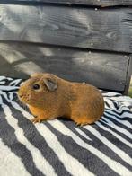 Cavia zeugje, Dieren en Toebehoren, Knaagdieren, Cavia, Juli, Vrouwelijk, Tam