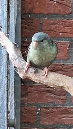 Mooie jonge catharina;s 2024 / 2025, de laatste..., Dieren en Toebehoren, Vogels | Parkieten en Papegaaien, Meerdere dieren, Parkiet