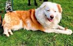 Knappe dekreu bordercollie, border collie, Dieren en Toebehoren, Honden | Dekreuen, Rabiës (hondsdolheid), Reu, Eén hond, 3 tot 5 jaar