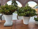 Crassula vetplant of jadeplant in grote witte pot.65cm hoog., Huis en Inrichting, Kamerplanten, Ophalen, Halfschaduw, Minder dan 100 cm