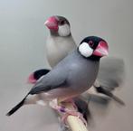 Rijstvogel, Mannelijk, Geringd